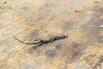 Dead house lizard lying on the sidewalk