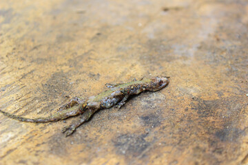 Dead house lizard lying on the sidewalk