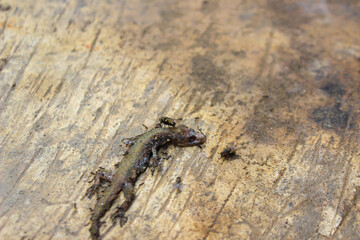 Dead house lizard lying on the sidewalk