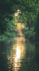 Fototapeta premium A serene river scene enveloped by lush trees, with golden sunlight reflecting on the calm water surface, inviting tranquility and peace.