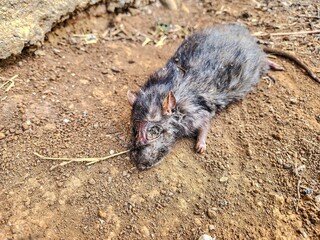 Dead rat lying on the ground