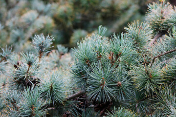 close up of pine needles