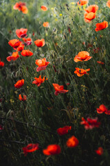 Obraz premium coquelicot