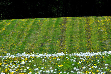 Pusteblumen im Vordergrund, dann eine L&ouml;wenzahnwiese und dunkel im Hintergrund der Waldrand