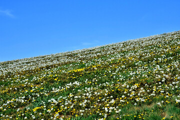 Pusteblumenwiese und am Horizont tiefblauer Himmel