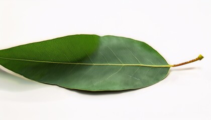 feuilles d eucalyptus gunnii