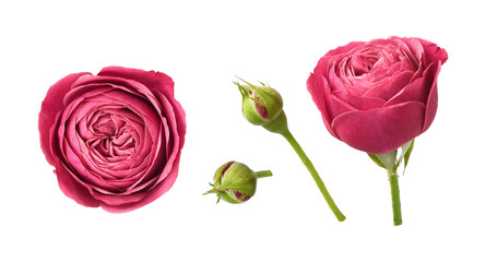 Set of red rose flowers and buds isolated on white or transparent background