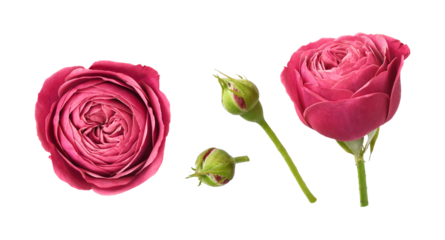 Set of red rose flowers and buds isolated on white or transparent background