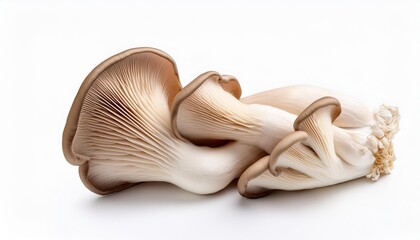 Fototapeta premium oyster mushroom on white