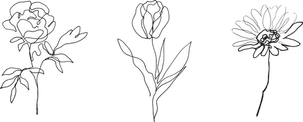 set of flowers. hand drawn rose, chamomile, tulip. black and white pen drawn flowers.