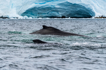 Fototapeta premium Close-up of the back and dorsal fin of a diving humpback whale -Megaptera novaeangliae. Image taken in the Graham passage, near Charlotte Bay, Antarctic Peninsula