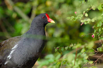 a common moorhen close-up portrait
