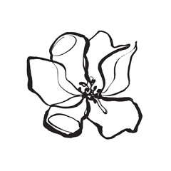 Jasmine flower painted with brush. Black and white botanical illustration. Chinese monochrome painting. Artwork.
