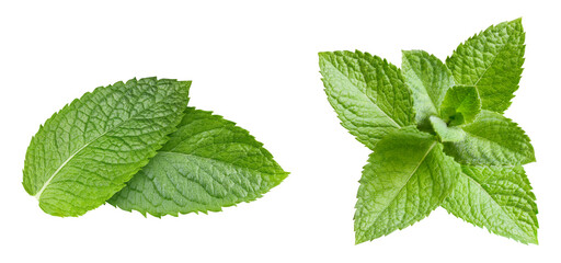 Mint leaf isolated on white. Fresh mint leaf. Pepper mint clipping path
