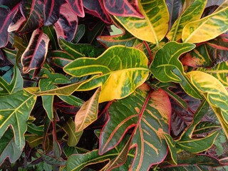Codiaeum variegatum multicolor leaf plant in garden