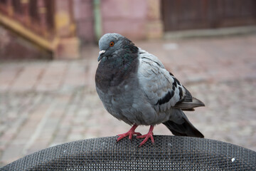 portrait of pigeon standing on wooden chair at the restaurant terrace
