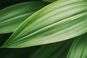 Generative AI image of green leaf background close up view. Nature foliage abstract of leave texture for showing concept of green business and ecology for organic natural product background.