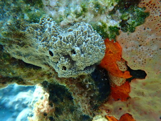 Stinker sponge (Sarcotragus fasciculatus) undersea, Aegean Sea, Greece, Syros island, Azolimnos beach