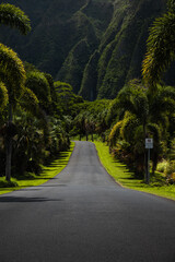 Road-side view lined with palm trees in front of stunning mountain range in Botanical Garden on Oahu in Kaneohe (Oahu, Hawaii, USA)