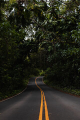 Small road winding through pristine forest with jungle vibes and double yellow lines on the island of Oahu (Hawaii, USA)