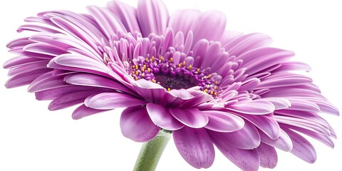 purple flower isolated on white background close up.