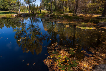 Reflection of aspen tree and fall trees with yellow leaves in a pond