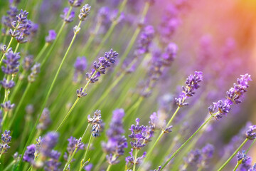 A vibrant field of blooming lavender swaying gently in the warm summer breeze during sunset