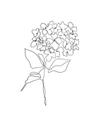 Hand drawn hydrangea flower illustration. Freehand black drawing.