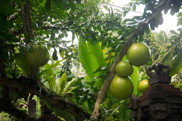 Berenuk fruit (Crescentia cujete L.) is bearing heavy fruit with a close view.