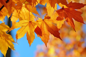 Fallen Leaves Season Background