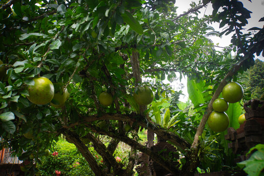 Berenuk fruit (Crescentia cujete L.) is bearing heavy fruit with a close view.