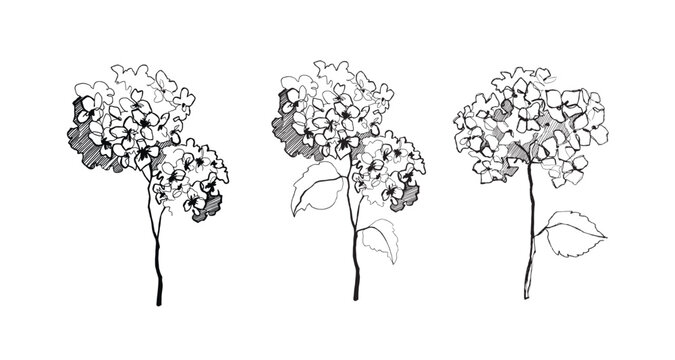 hydrangea flower vector illustration.