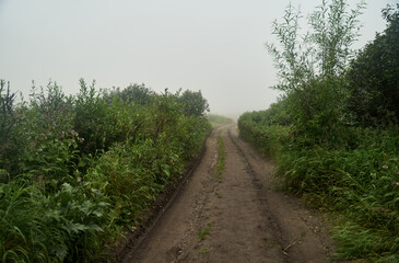 A serene misty path, surrounded by vibrant greenery, inviting all for exploration, adventure, and tranquility