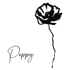 poppy flower design. botanical art. freehand plant drawing. 