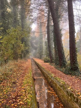 el bosque encantado