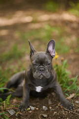 French Dog Outdoors Grass Ground