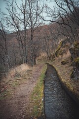 el bosque encantado