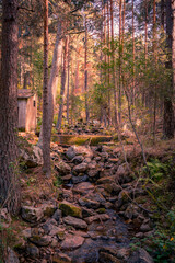 el bosque encantado