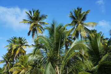 Coconut tree..