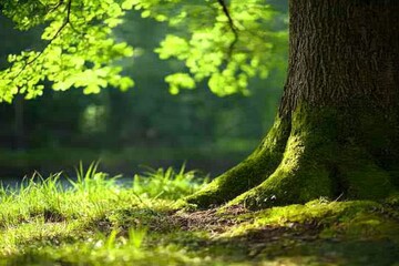 A Large Moss-Covered Tree Trunk in a Lush Forest
