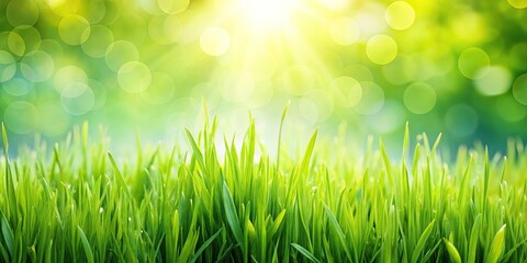 fresh green grass background with spring vibes