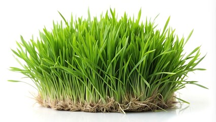 Fresh green grass isolated on white background
