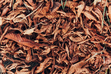 Autumn leaves blanketing the roadside in a rustic pile