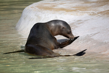 Obraz premium fur seal on the shore, selective focus