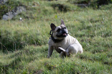 Fototapeta premium Due cani che giocano in montagna, sul Passo della Novena in Svizzera, in mese di settembre.
