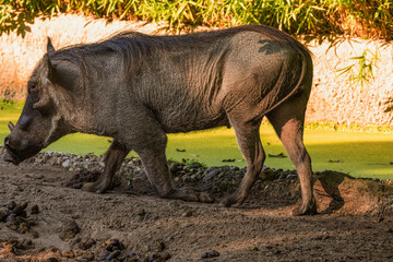 common warthog, standing very near by
