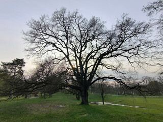 lonely oak tree growing in the park