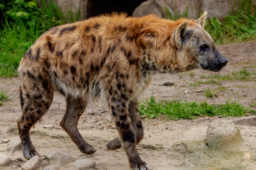 portrait of spotted hyena selective focus in detail.