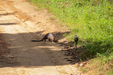 mongoose fights with an aggressive cobra in the wild
