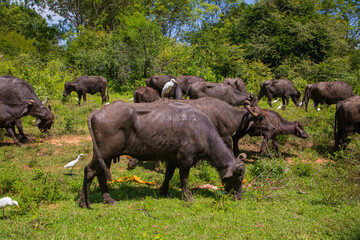 Fototapeta premium herd of black Sri Lankan cows and white herons